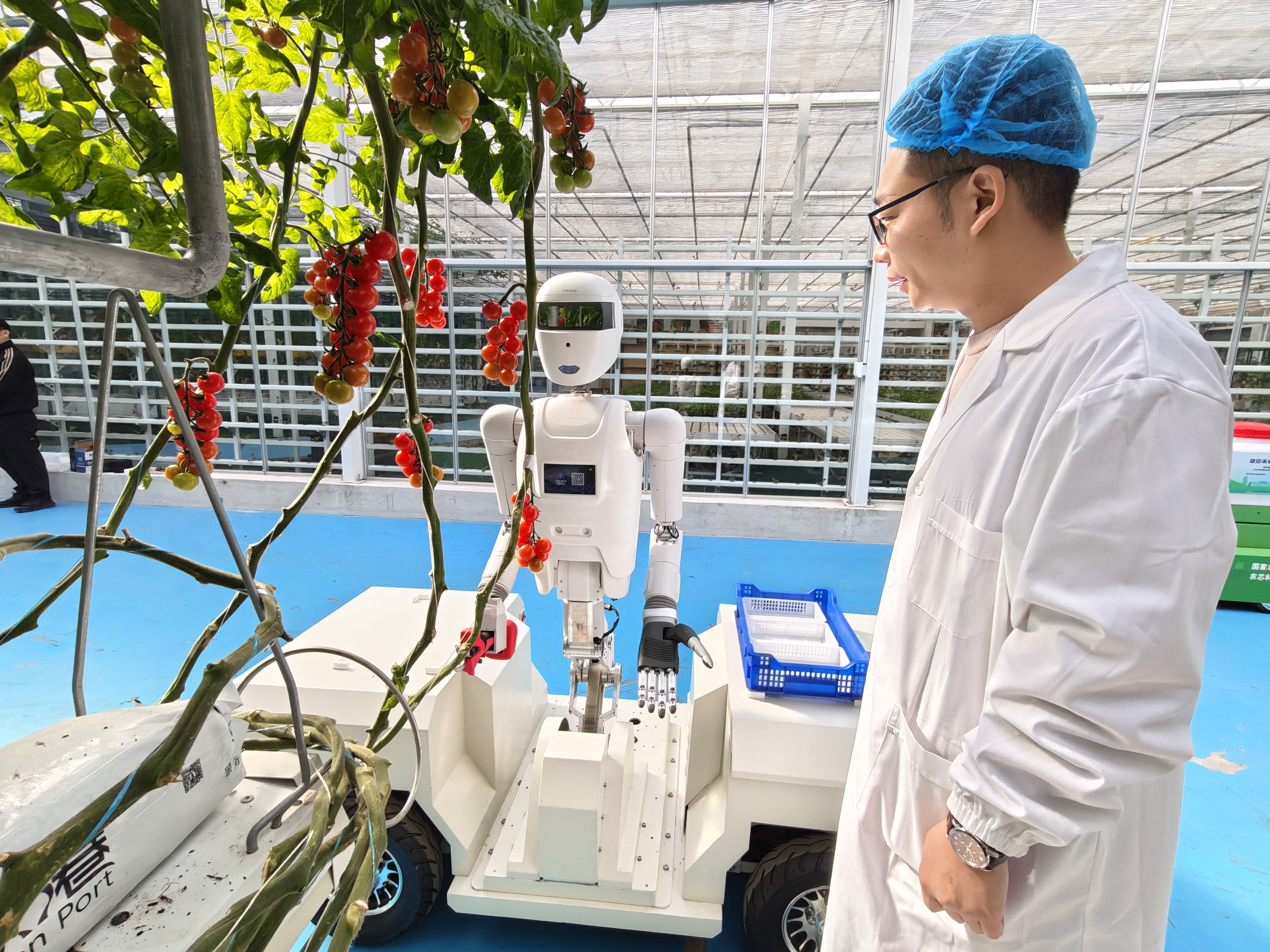 人形采摘機器人在雄安溫室大棚采摘串番茄的應用