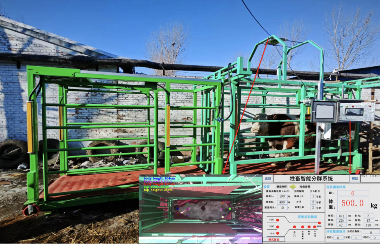 牛羊體重體征智能測定分群裝備